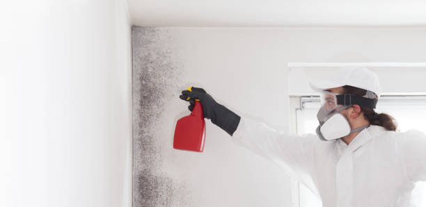 Best Professional Mold Removal  in Labelle, FL