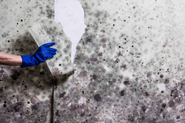 Best Mold Damage Repair  in Labelle, FL